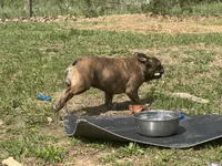 Pete, a male French Bulldog for sale in West Plains, MO – 7 of 10