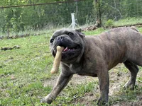 Pete, a male French Bulldog for sale in West Plains, MO – 5 of 10