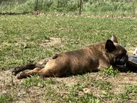 Pete, a male French Bulldog for sale in West Plains, MO – 3 of 10