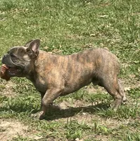 Pete, a male French Bulldog for sale in West Plains, MO – 4 of 10