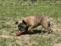 Pete, a male French Bulldog for sale in West Plains, MO – 9 of 10