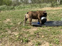 Pete, a male French Bulldog for sale in West Plains, MO – 6 of 10