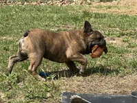Pete, a male French Bulldog for sale in West Plains, MO – 8 of 10