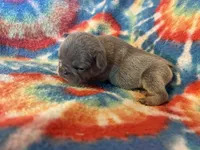 (Tanner), a male French Bulldog for sale in West Plains, MO – 6 of 9