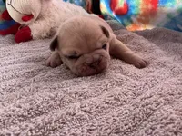 Ofad parents (tank), a male French Bulldog for sale in West Plains, MO – 4 of 8