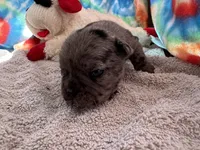 Fanny (ofad parents), a female French Bulldog for sale in West Plains, MO – 2 of 6