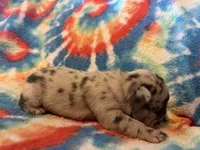 (Romeo) ofad parents , a male French Bulldog for sale in West Plains, MO – 4 of 7