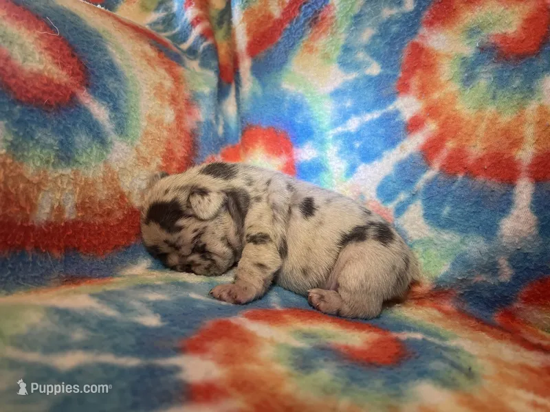 (Romeo) ofad parents  – French Bulldog puppy for sale in West Plains, MO