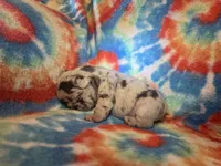 (Romeo) ofad parents , a male French Bulldog for sale in West Plains, MO – 1 of 7