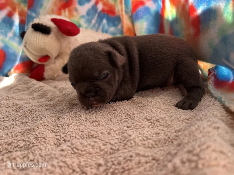 Bloom (ofad parents) – French Bulldog puppy for sale in West Plains, MO