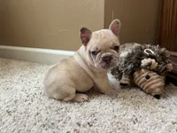 Ofad parents (tank), a male French Bulldog for sale in West Plains, MO – 6 of 10