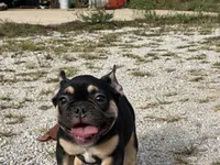 Felix , a male French Bulldog for sale in West Plains, MO – 8 of 10