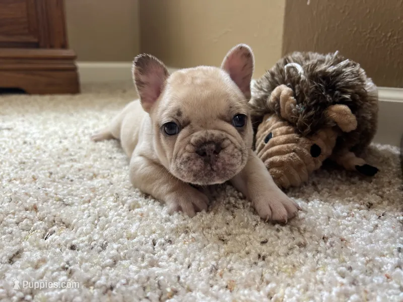 Ofad parents (tank) – French Bulldog puppy for sale in West Plains, MO