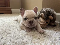 Ofad parents (tank), a male French Bulldog for sale in West Plains, MO – 1 of 10