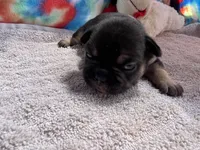 (Felix)ofad parents, a male French Bulldog for sale in West Plains, MO – 4 of 8