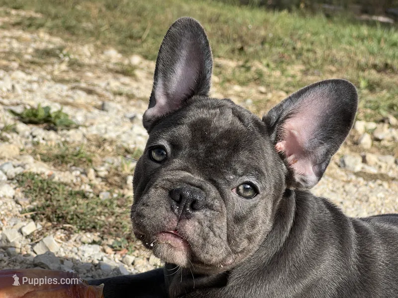 Bloom ofad parents – French Bulldog puppy for sale in West Plains, MO