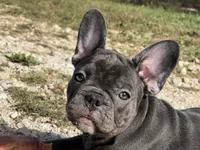 Bloom ofad parents, a female French Bulldog for sale in West Plains, MO – 1 of 10