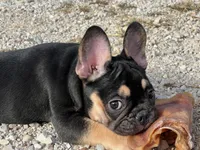 Felix , a male French Bulldog for sale in West Plains, MO – 4 of 10