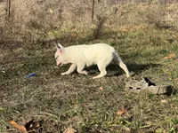 Maripol, a female French Bulldog for sale in West Plains, MO – Photo 8 of 9