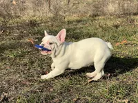 Maripol, a female French Bulldog for sale in West Plains, MO – Photo 5 of 9