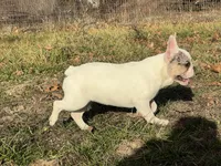 Maripol, a female French Bulldog for sale in West Plains, MO – Photo 4 of 9