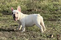 Maripol, a female French Bulldog for sale in West Plains, MO – Photo 2 of 9