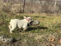Maripol, a female French Bulldog for sale in West Plains, MO – Photo 6 of 9