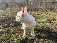 Maripol, a female French Bulldog for sale in West Plains, MO – Photo 3 of 9