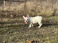 Maripol, a female French Bulldog for sale in West Plains, MO – Photo 9 of 9