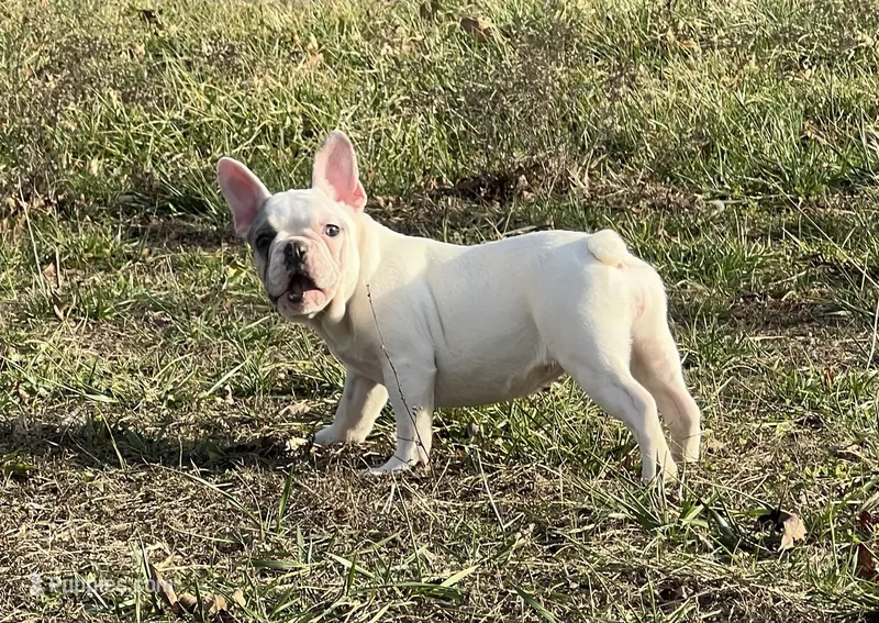 Maripol – French Bulldog puppy for sale in West Plains, MO