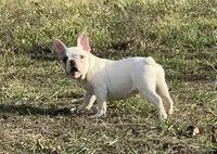 Maripol, a female French Bulldog for sale in West Plains, MO – Photo 1 of 9