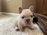 Ofad parents (tank), a male French Bulldog for sale in West Plains, MO – 7 of 10