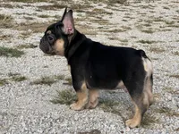 Felix , a male French Bulldog for sale in West Plains, MO – 10 of 10