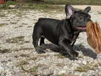 Bloom ofad parents, a female French Bulldog for sale in West Plains, MO – 6 of 10
