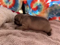 (Pete) ofad parents , a male French Bulldog for sale in West Plains, MO – 4 of 10