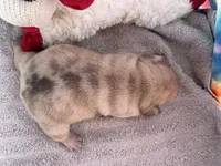 Ofad parents (tank), a male French Bulldog for sale in West Plains, MO – 8 of 8