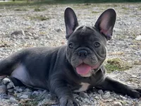 Bloom ofad parents, a female French Bulldog for sale in West Plains, MO – 8 of 10