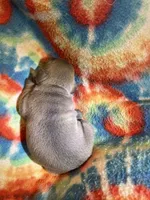 (Romeo) ofad parents , a male French Bulldog for sale in West Plains, MO – 6 of 7