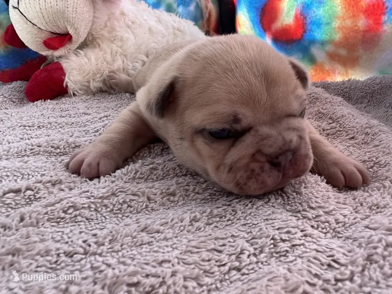 Ofad parents (tank) – French Bulldog puppy for sale in West Plains, MO