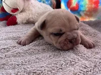 Ofad parents (tank), a male French Bulldog for sale in West Plains, MO – 1 of 8