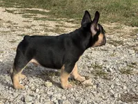 Felix , a male French Bulldog for sale in West Plains, MO – 5 of 10