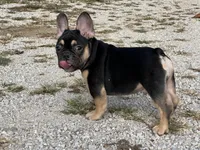 Felix , a male French Bulldog for sale in West Plains, MO – 9 of 10