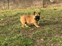 Tater, a male French Bulldog for sale in West Plains, MO – Photo 4 of 10