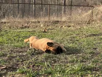 Tater, a male French Bulldog for sale in West Plains, MO – Photo 10 of 10