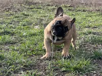 Tater, a male French Bulldog for sale in West Plains, MO – Photo 9 of 10