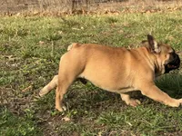 Tater, a male French Bulldog for sale in West Plains, MO – Photo 3 of 10