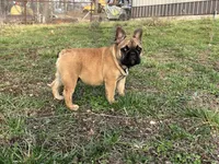 Tater, a male French Bulldog for sale in West Plains, MO – Photo 7 of 10