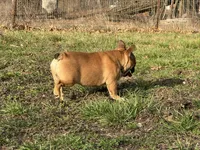 Tater, a male French Bulldog for sale in West Plains, MO – Photo 8 of 10