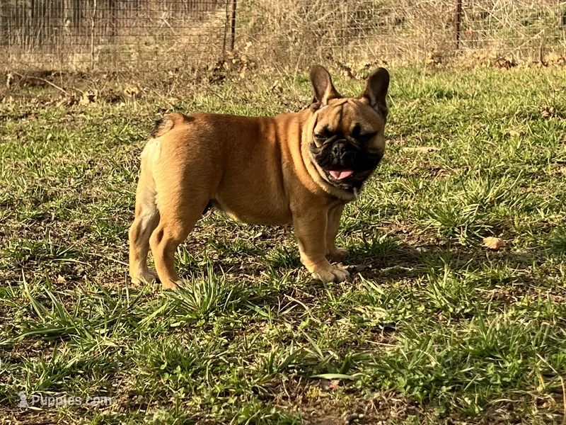 Tater – French Bulldog puppy for sale in West Plains, MO