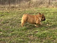 Tater, a male French Bulldog for sale in West Plains, MO – Photo 5 of 10